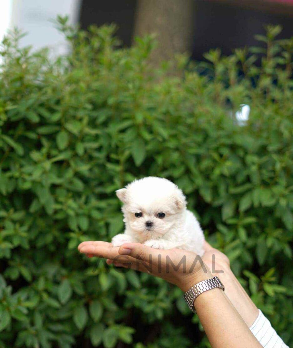 Maltese puppy for sale, dog for sale at Tagnimal