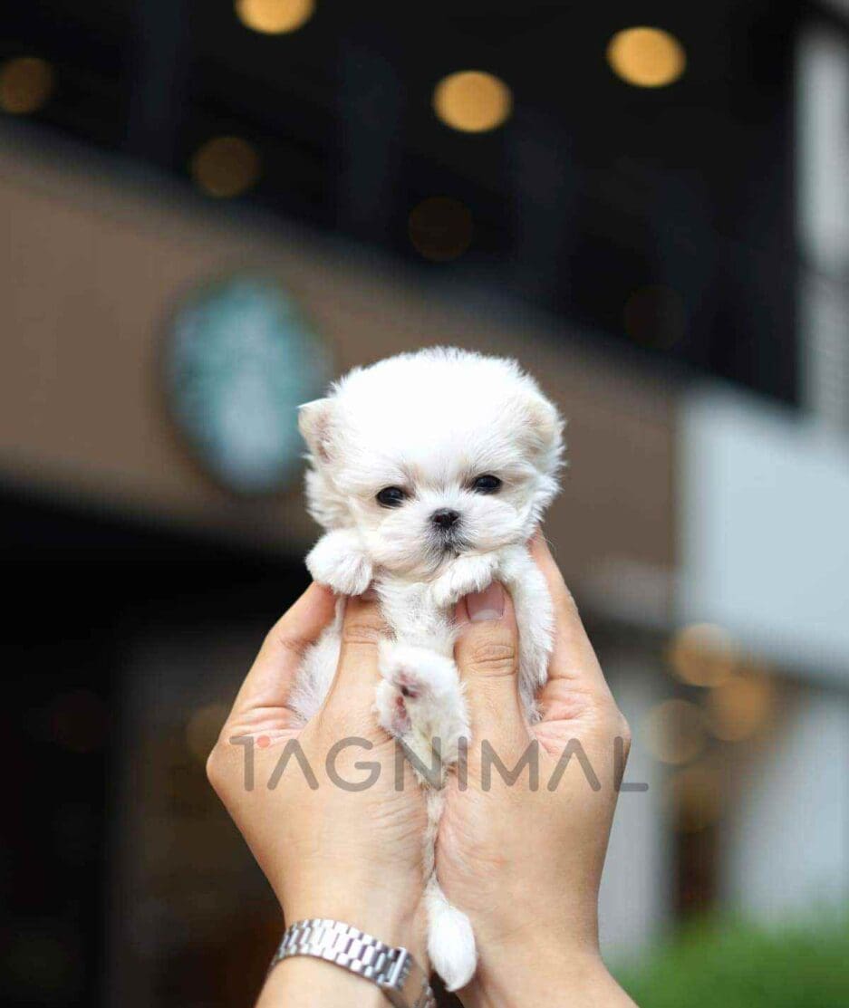 Maltese puppy for sale, dog for sale at Tagnimal