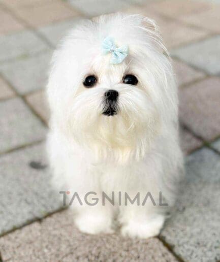 Maltese puppy for sale, dog for sale at Tagnimal