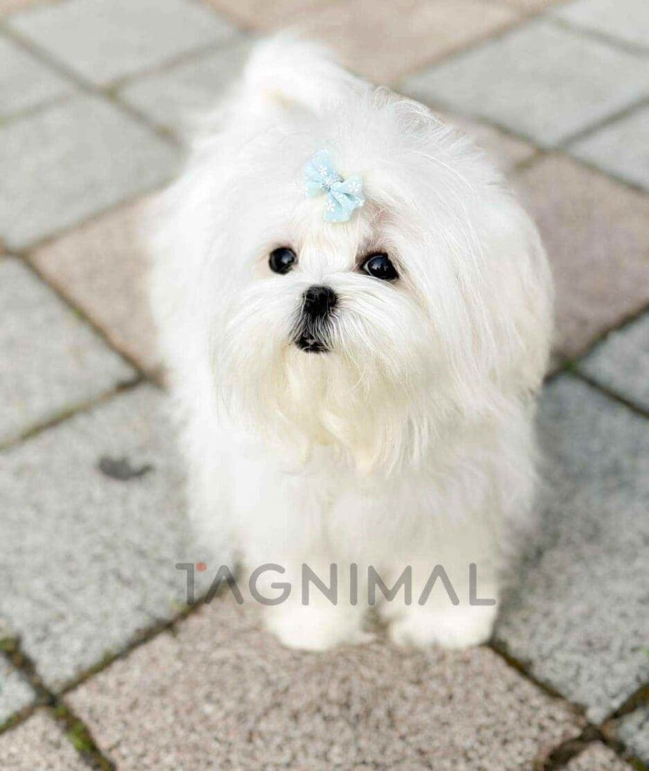 Maltese puppy for sale, dog for sale at Tagnimal