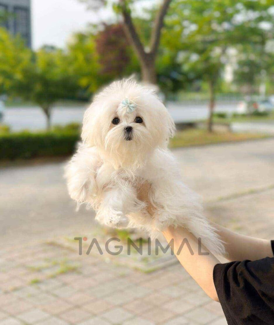 Maltese puppy for sale, dog for sale at Tagnimal