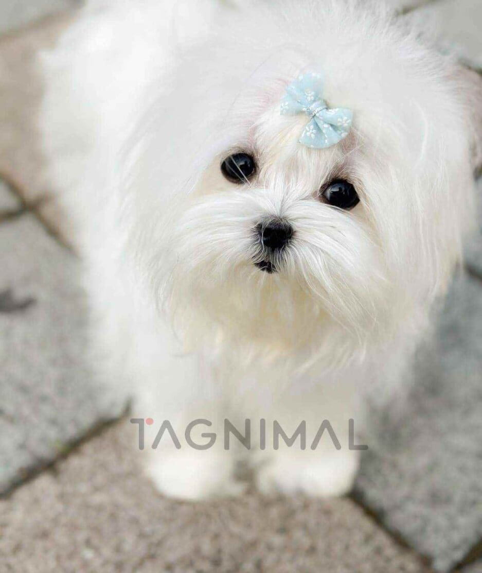 Maltese puppy for sale, dog for sale at Tagnimal