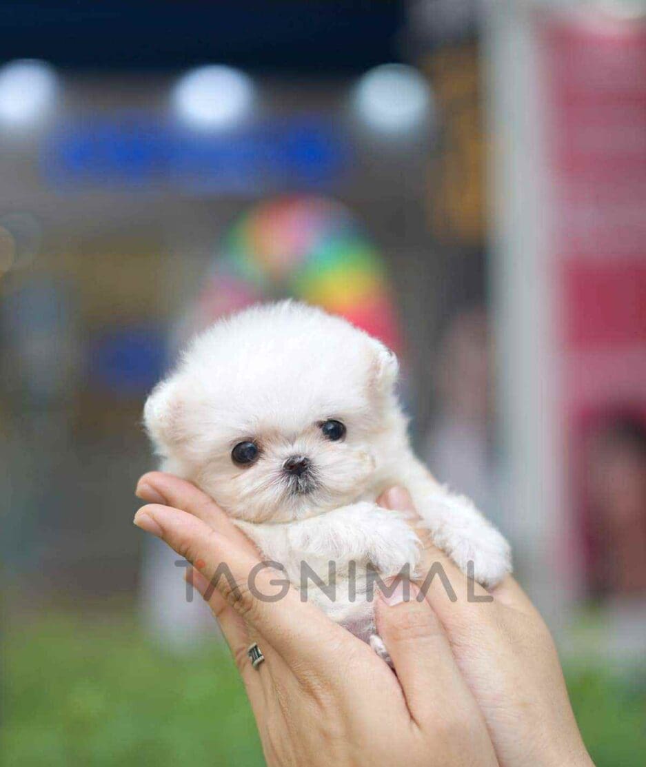 Maltese puppy for sale, dog for sale at Tagnimal