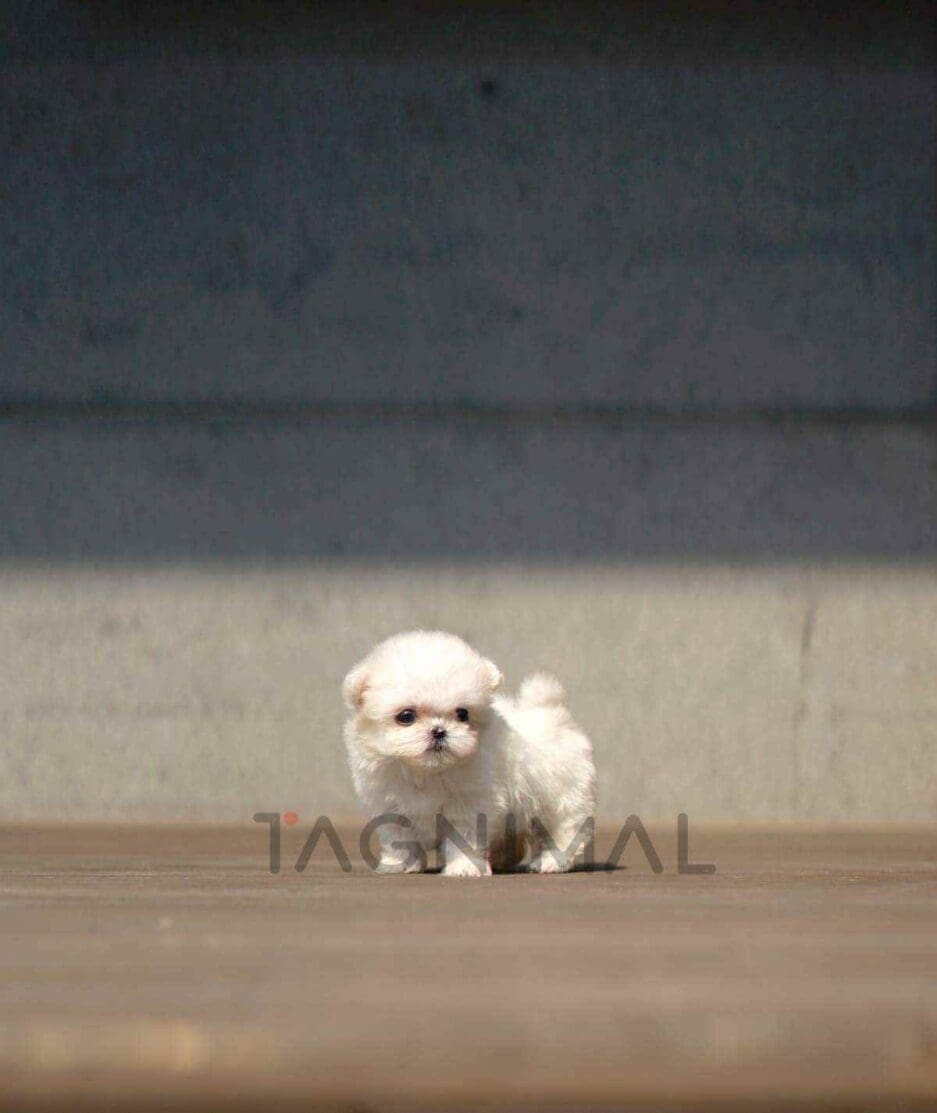 Maltese puppy for sale, dog for sale at Tagnimal