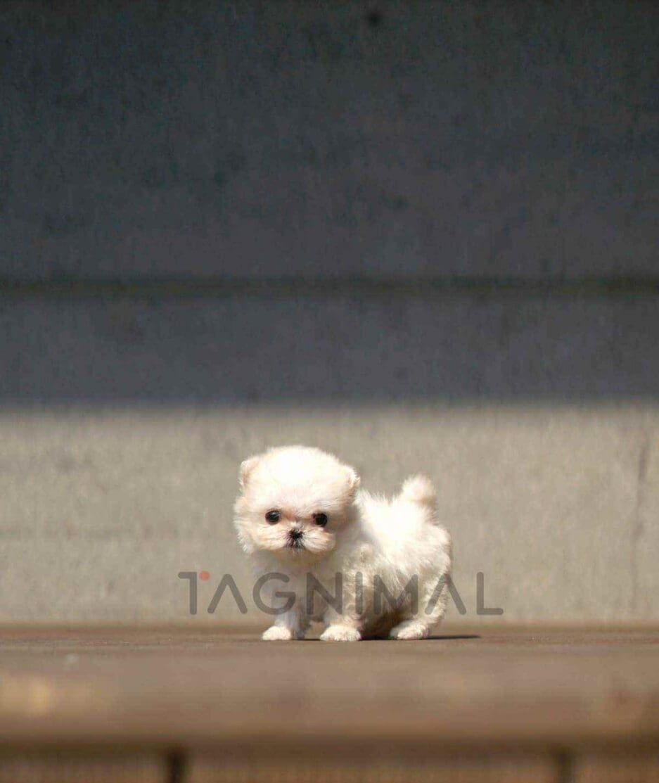 Maltese puppy for sale, dog for sale at Tagnimal