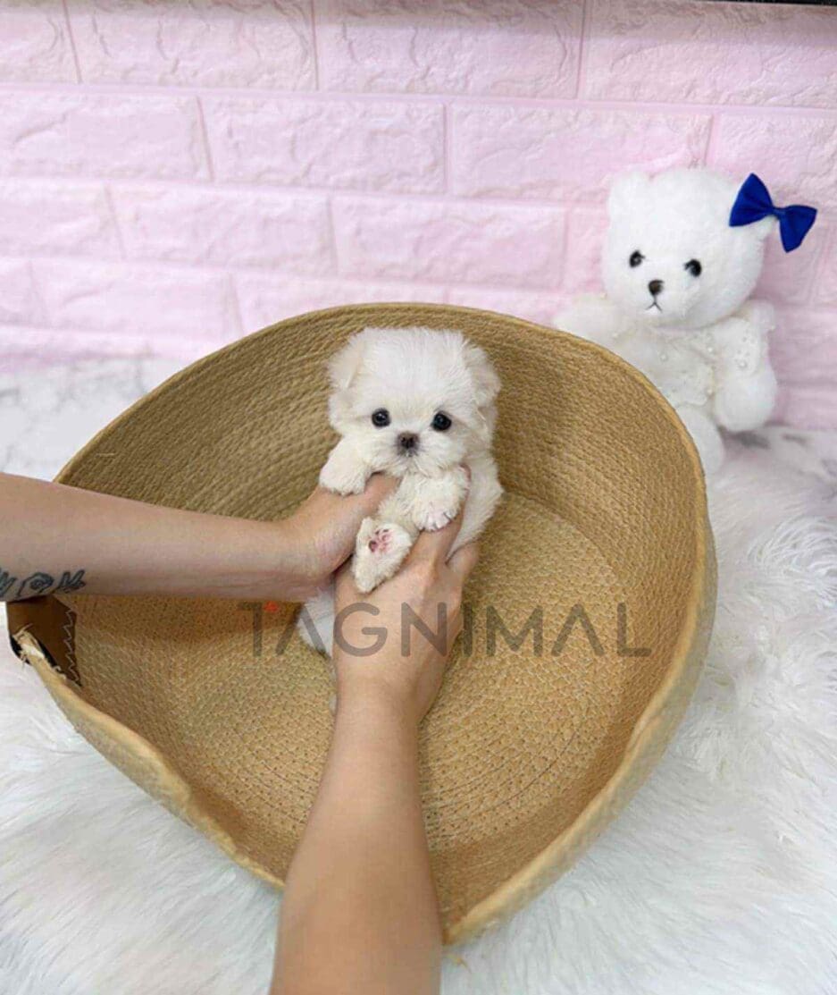 Maltese puppy for sale, dog for sale at Tagnimal