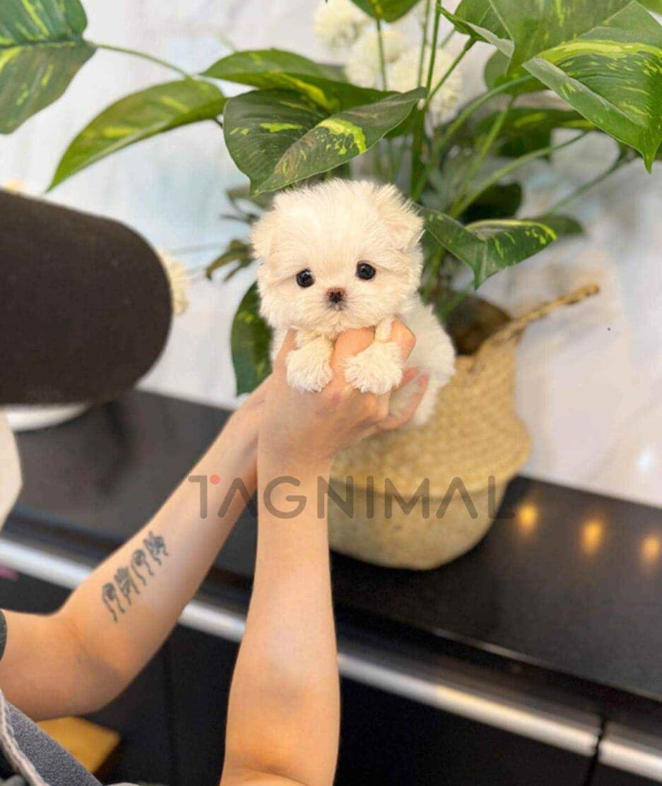 Maltese puppy for sale, dog for sale at Tagnimal