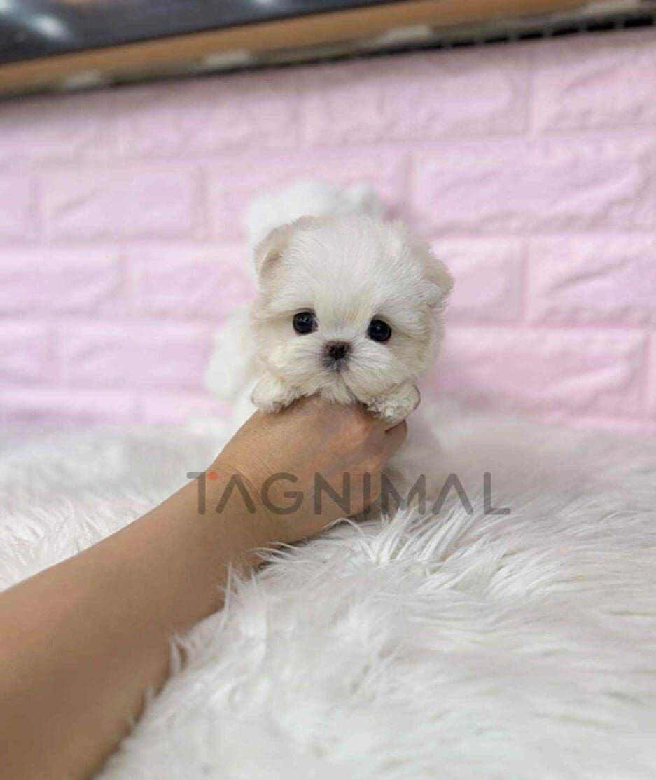 Maltese puppy for sale, dog for sale at Tagnimal