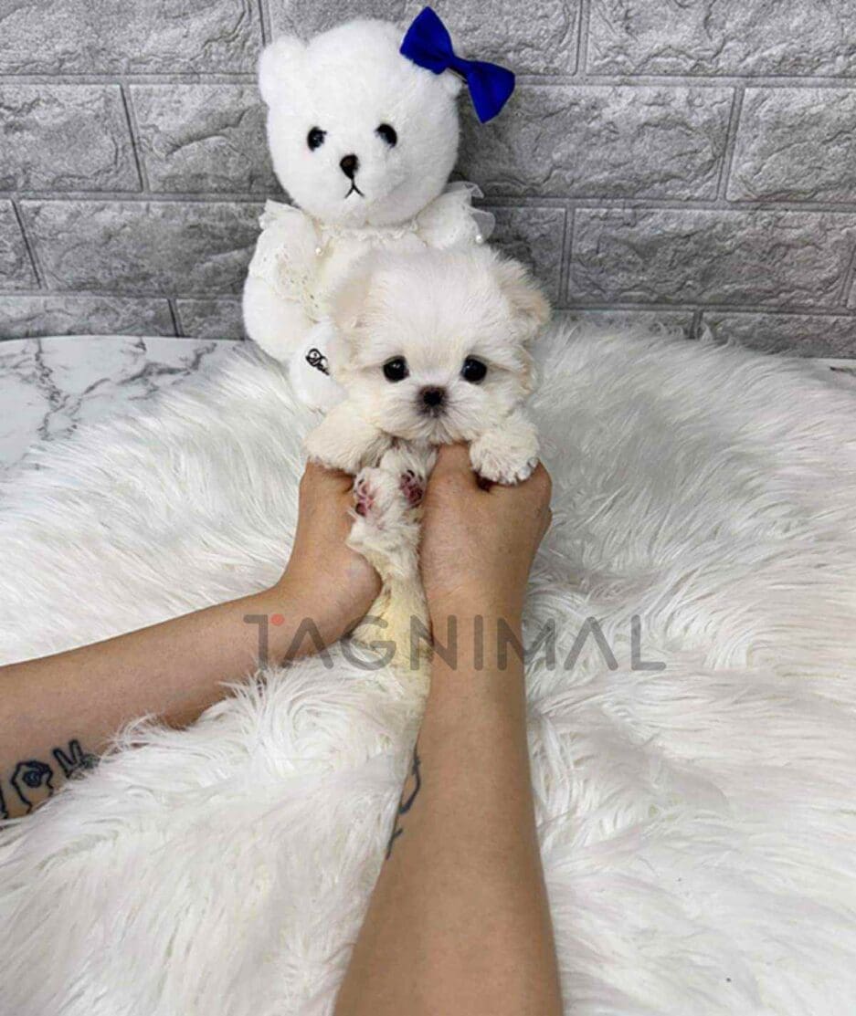 Maltese puppy for sale, dog for sale at Tagnimal