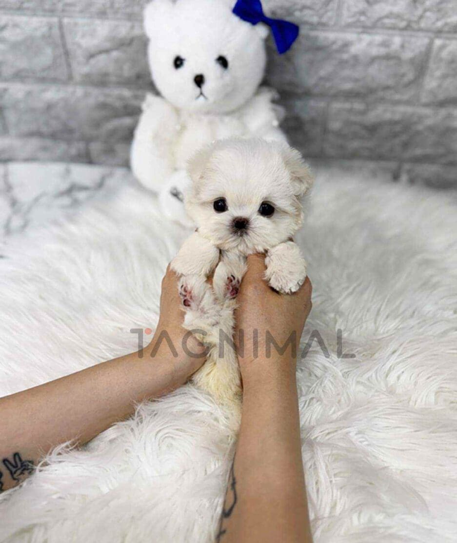 Maltese puppy for sale, dog for sale at Tagnimal