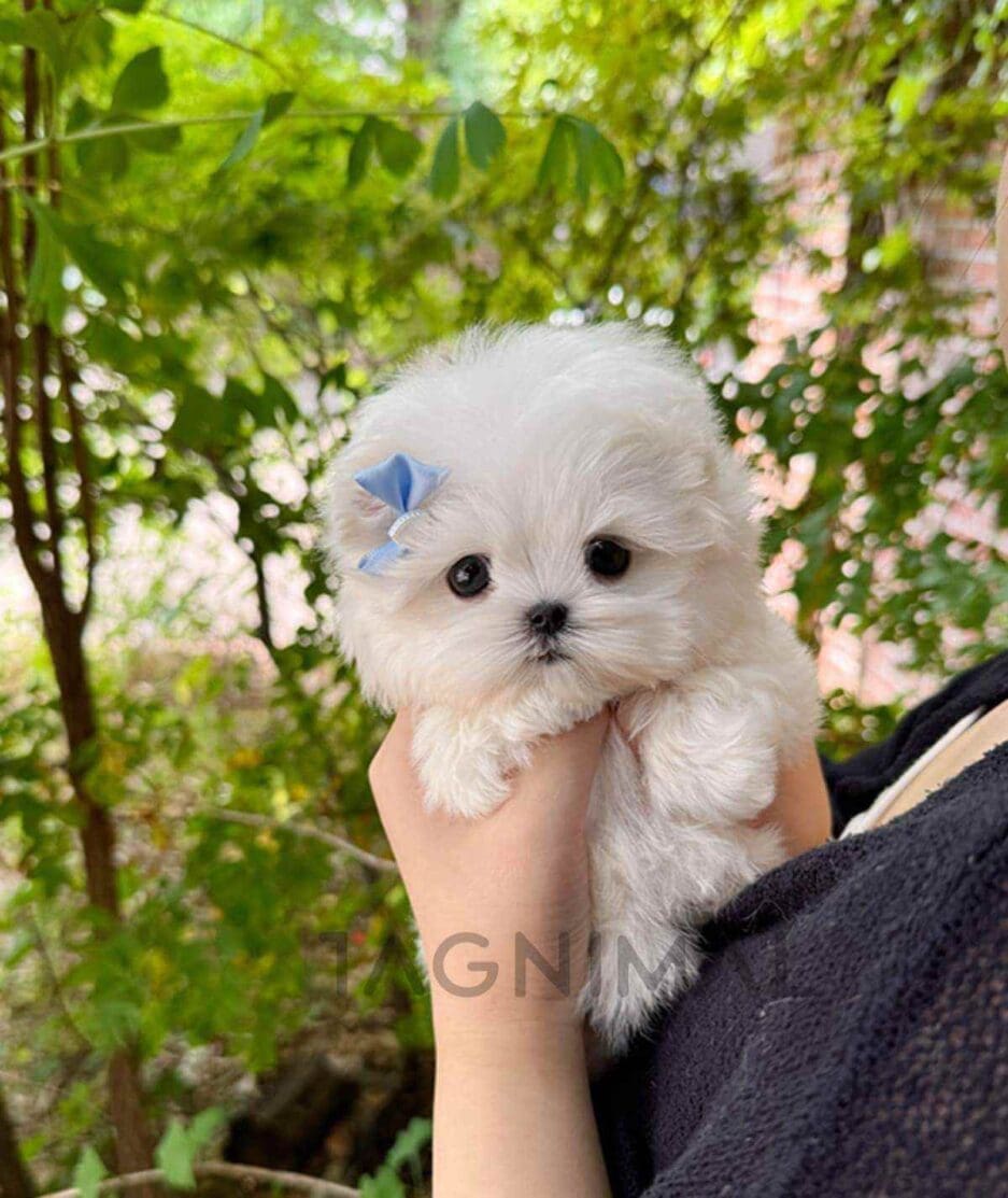 Maltese puppy for sale, dog for sale at Tagnimal