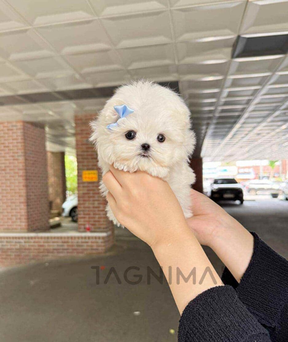 Maltese puppy for sale, dog for sale at Tagnimal