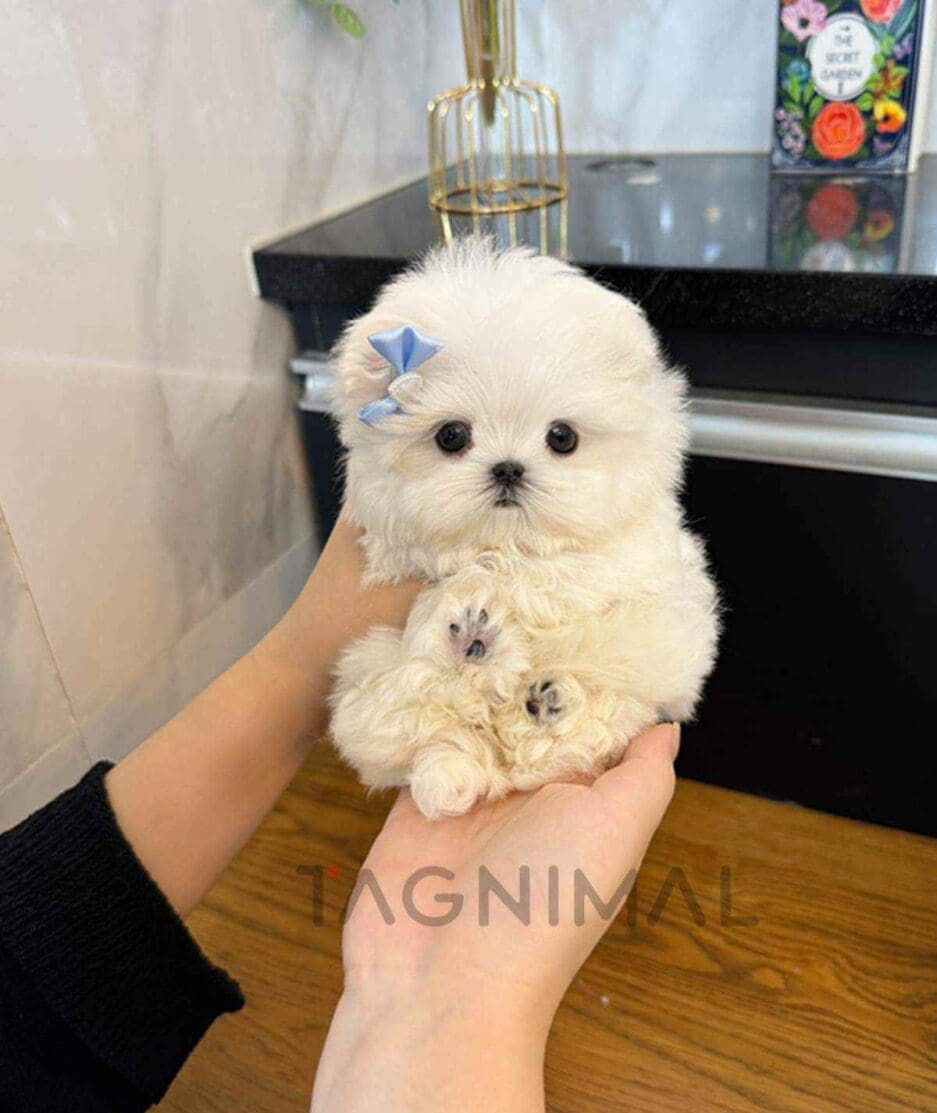 Maltese puppy for sale, dog for sale at Tagnimal