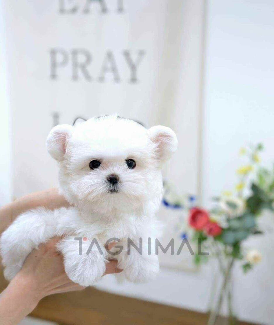 Maltipom puppy for sale, dog for sale at Tagnimal