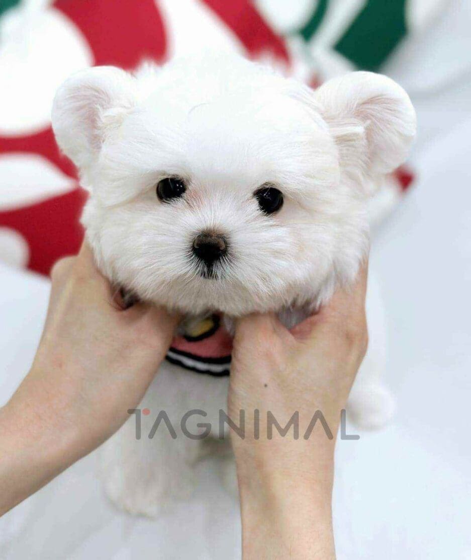 Maltipom puppy for sale, dog for sale at Tagnimal