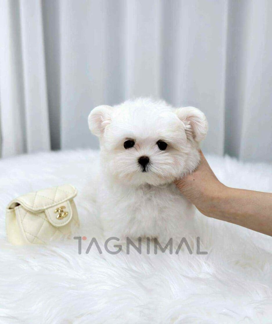 Maltipom puppy for sale, dog for sale at Tagnimal