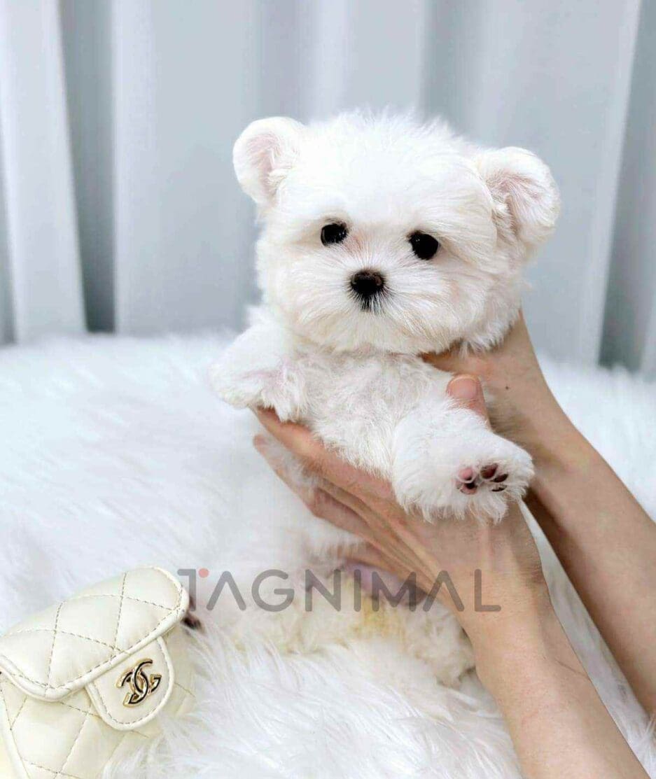 Maltipom puppy for sale, dog for sale at Tagnimal