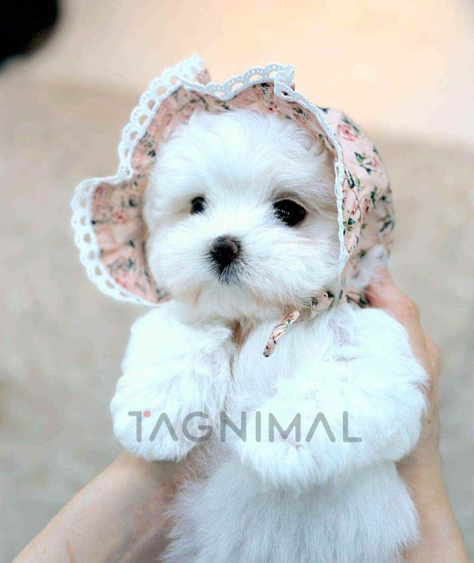 Maltipom puppy for sale, dog for sale at Tagnimal