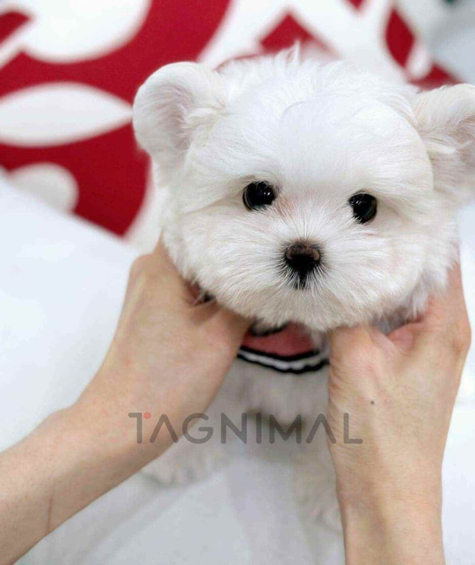 Maltipom puppy for sale, dog for sale at Tagnimal