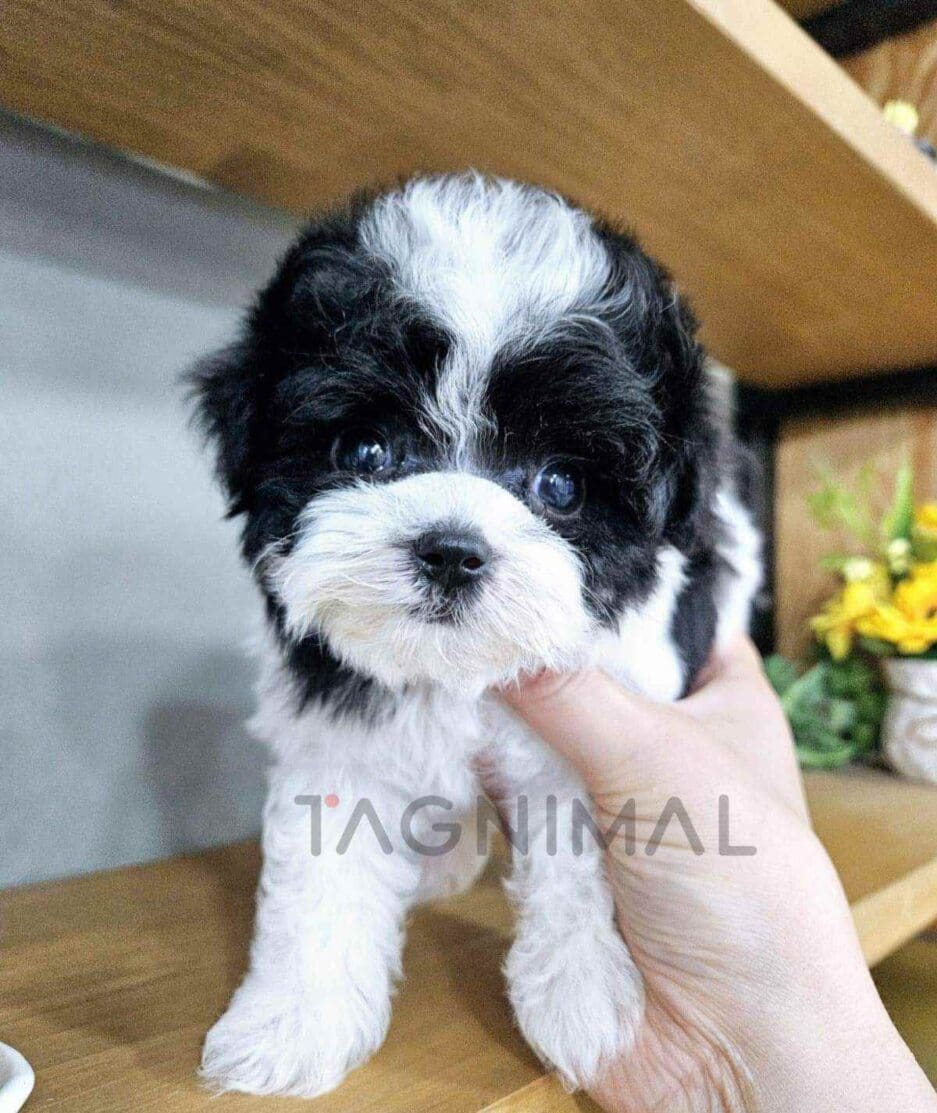 Maltipoo puppy for sale, dog for sale at Tagnimal