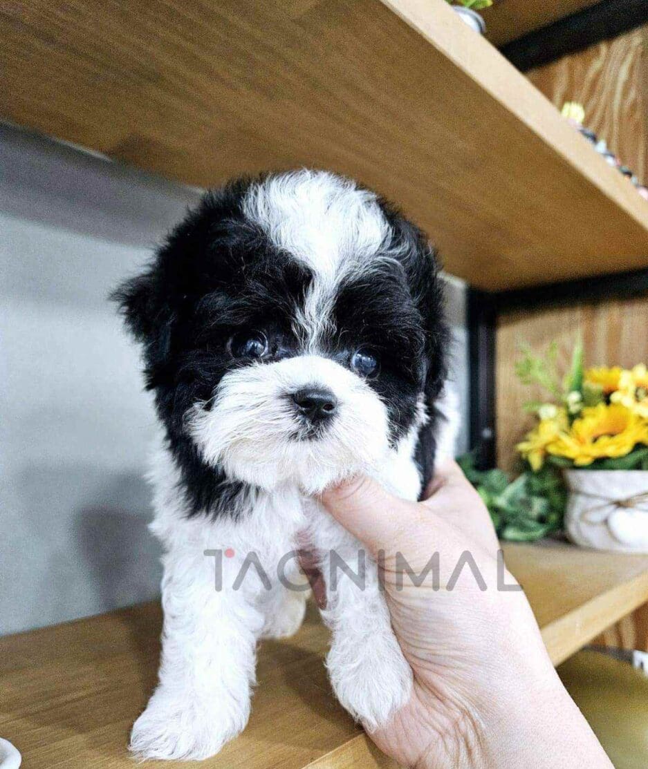 Maltipoo puppy for sale, dog for sale at Tagnimal