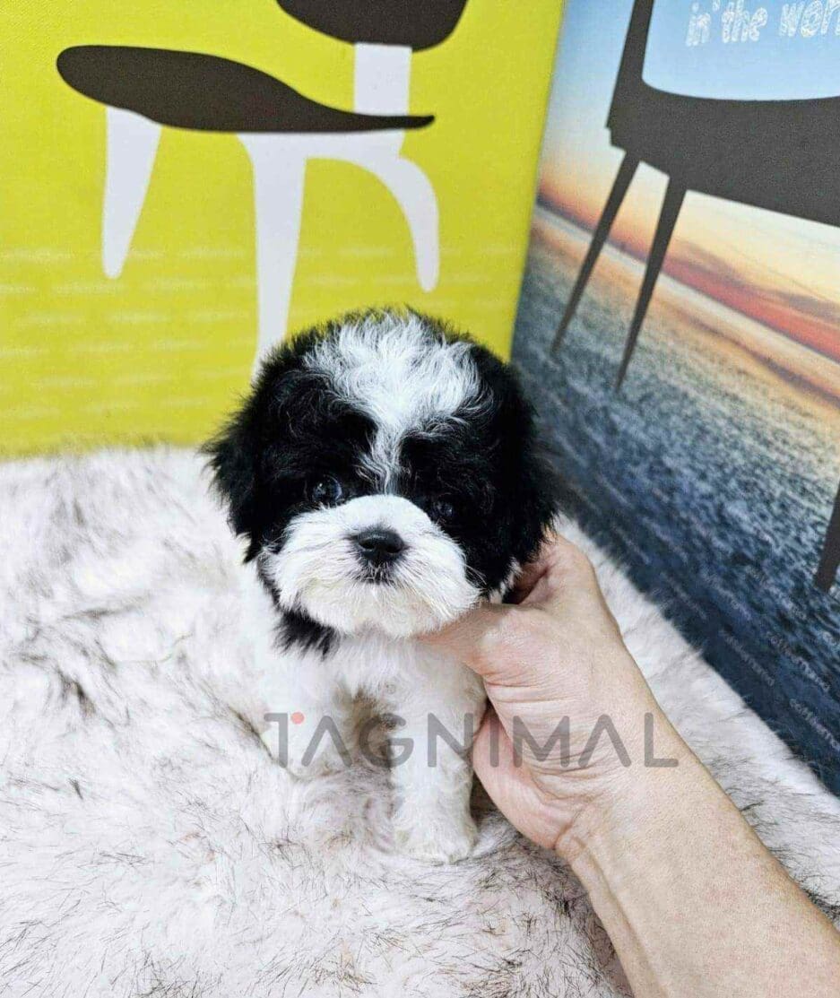 Maltipoo puppy for sale, dog for sale at Tagnimal