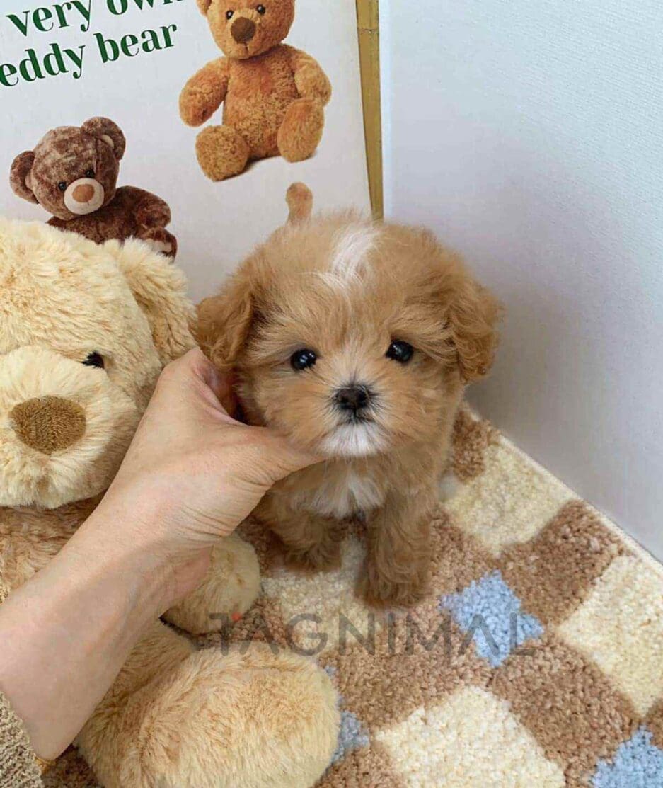 Maltipoo puppy for sale, dog for sale at Tagnimal