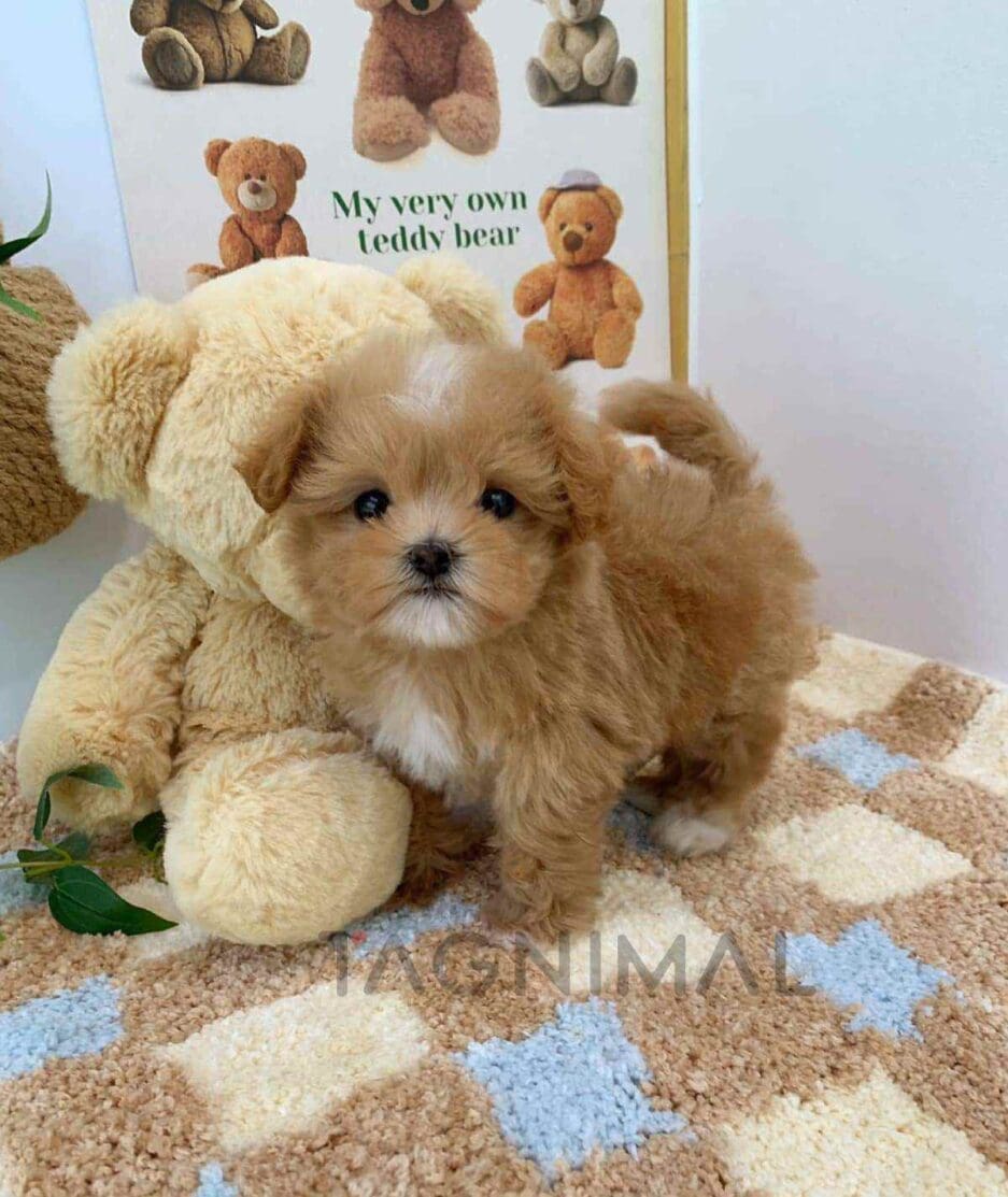 Maltipoo puppy for sale, dog for sale at Tagnimal