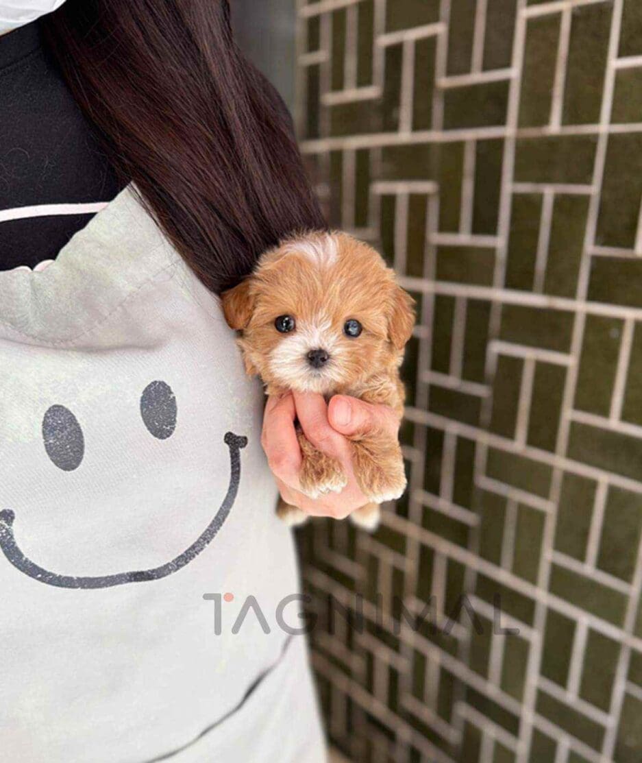 Maltipoo puppy for sale, dog for sale at Tagnimal