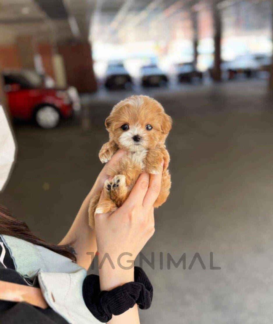 Maltipoo puppy for sale, dog for sale at Tagnimal