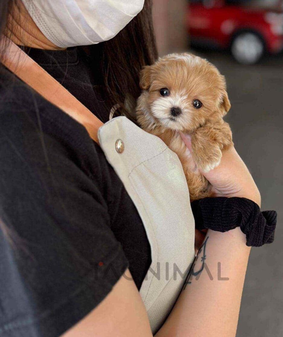 Maltipoo puppy for sale, dog for sale at Tagnimal