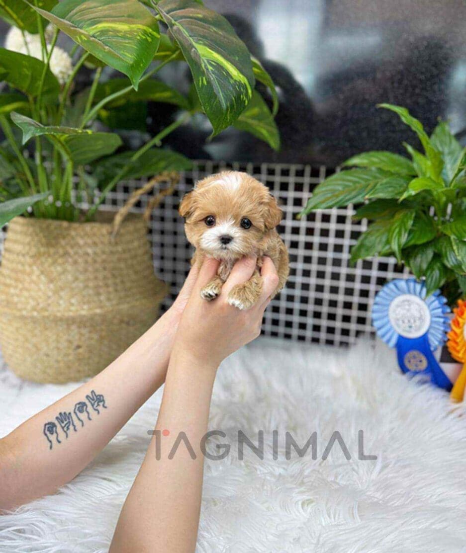 Maltipoo puppy for sale, dog for sale at Tagnimal