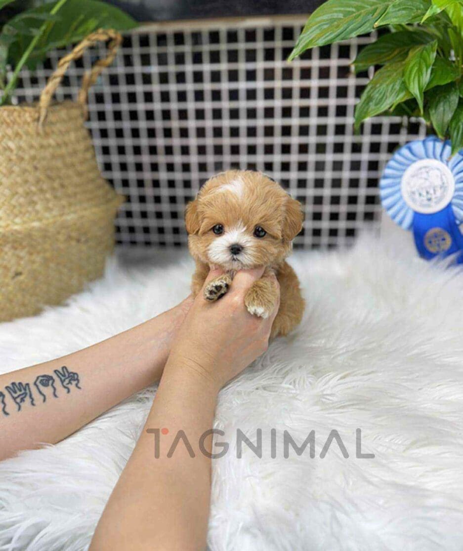 Maltipoo puppy for sale, dog for sale at Tagnimal