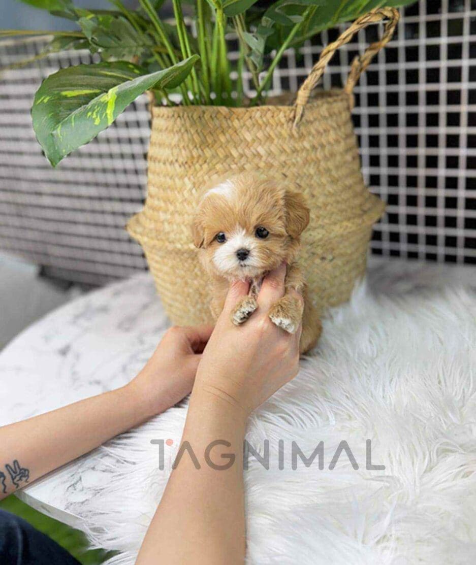 Maltipoo puppy for sale, dog for sale at Tagnimal