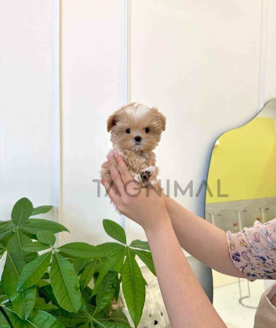 Maltipoo puppy for sale, dog for sale at Tagnimal