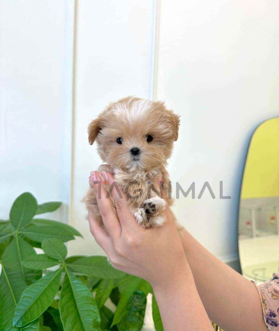 Maltipoo puppy for sale, dog for sale at Tagnimal