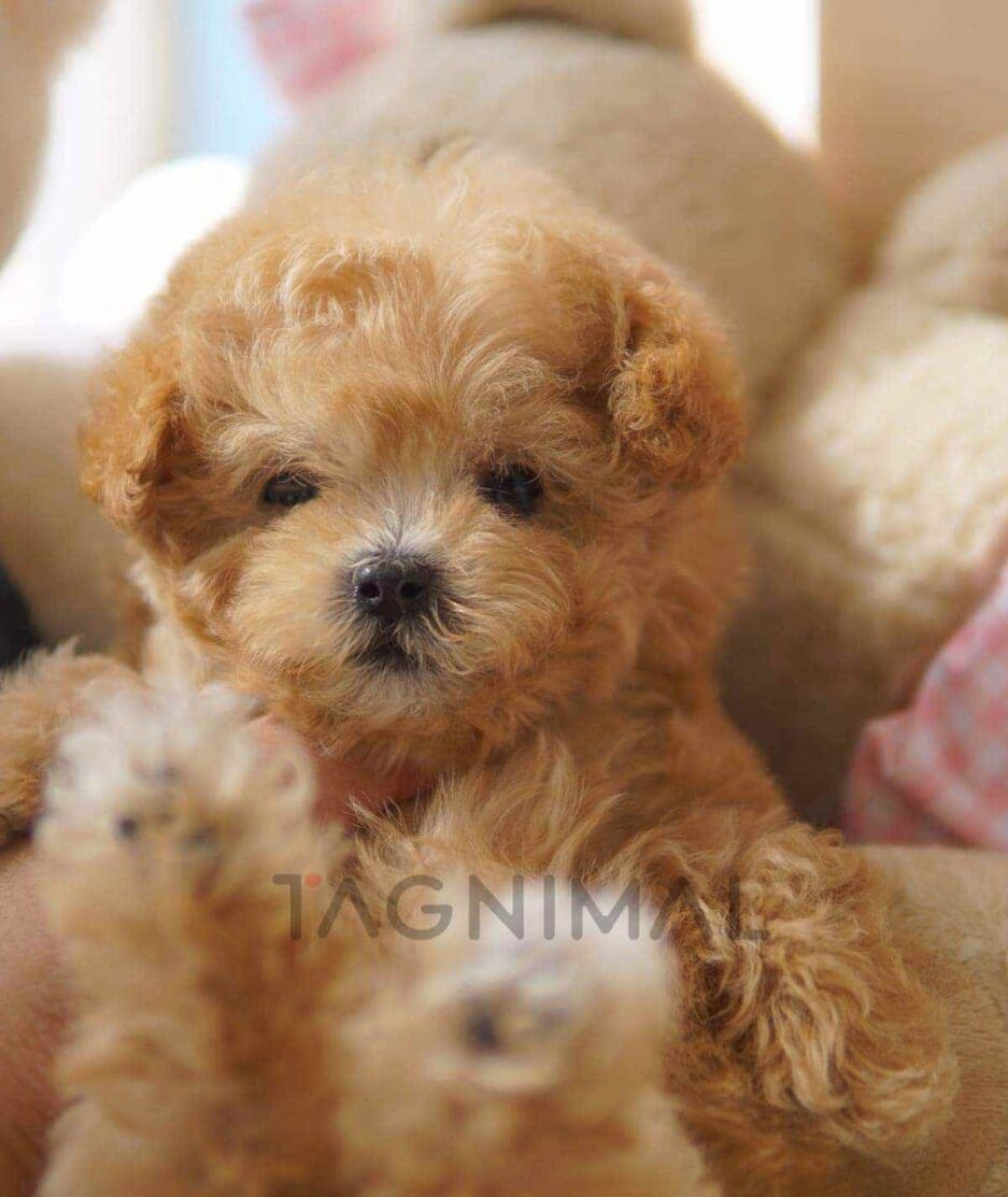 Maltipoo puppy for sale, dog for sale at Tagnimal