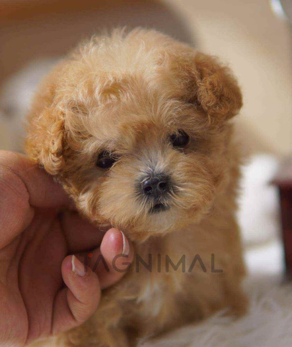 Maltipoo puppy for sale, dog for sale at Tagnimal