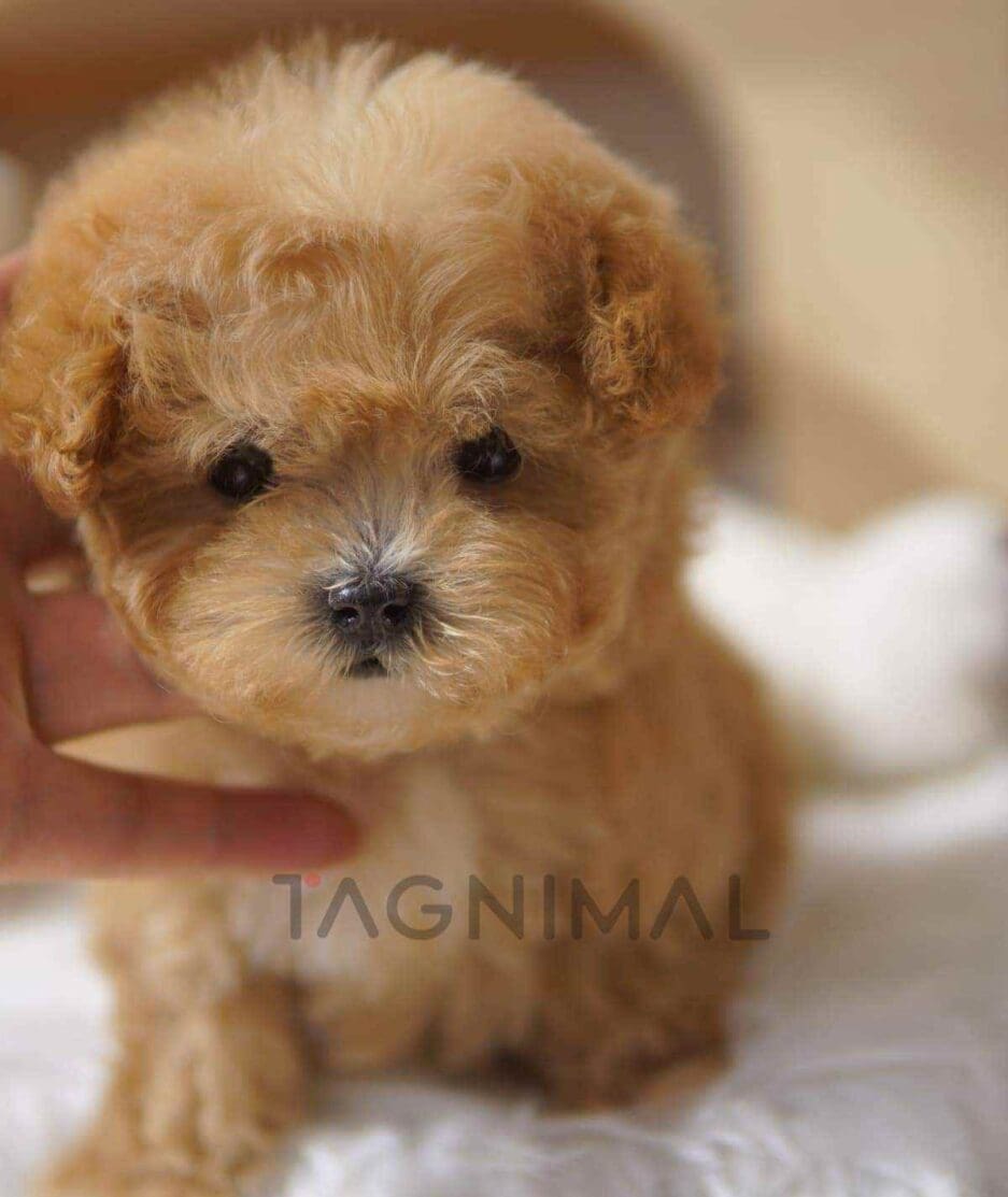 Maltipoo puppy for sale, dog for sale at Tagnimal