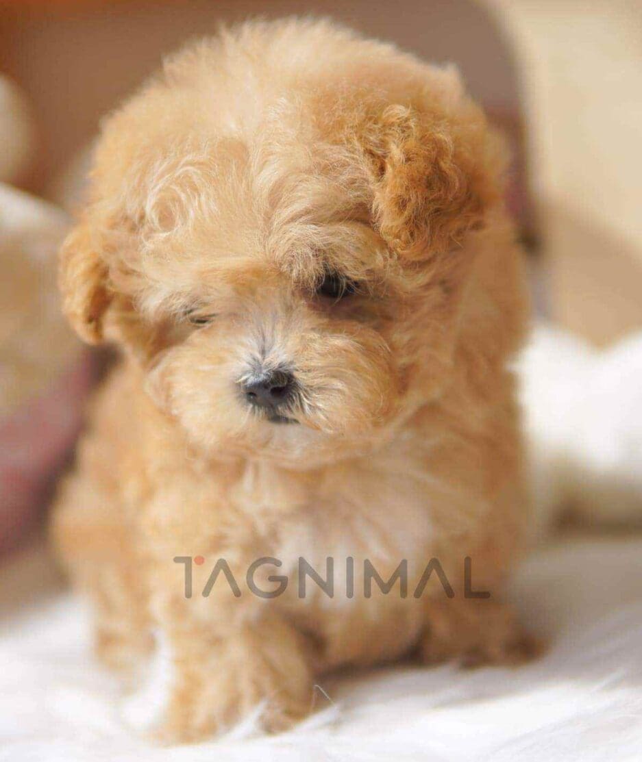 Maltipoo puppy for sale, dog for sale at Tagnimal