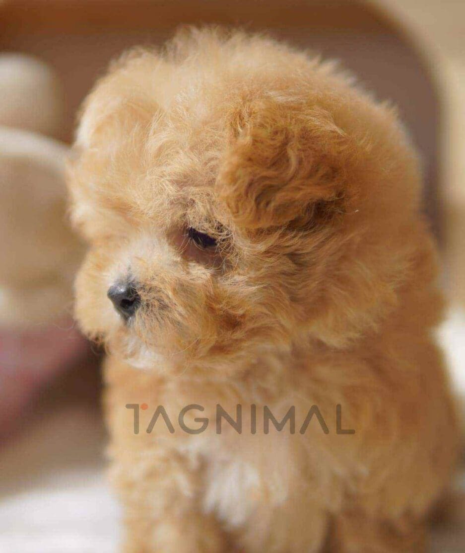 Maltipoo puppy for sale, dog for sale at Tagnimal