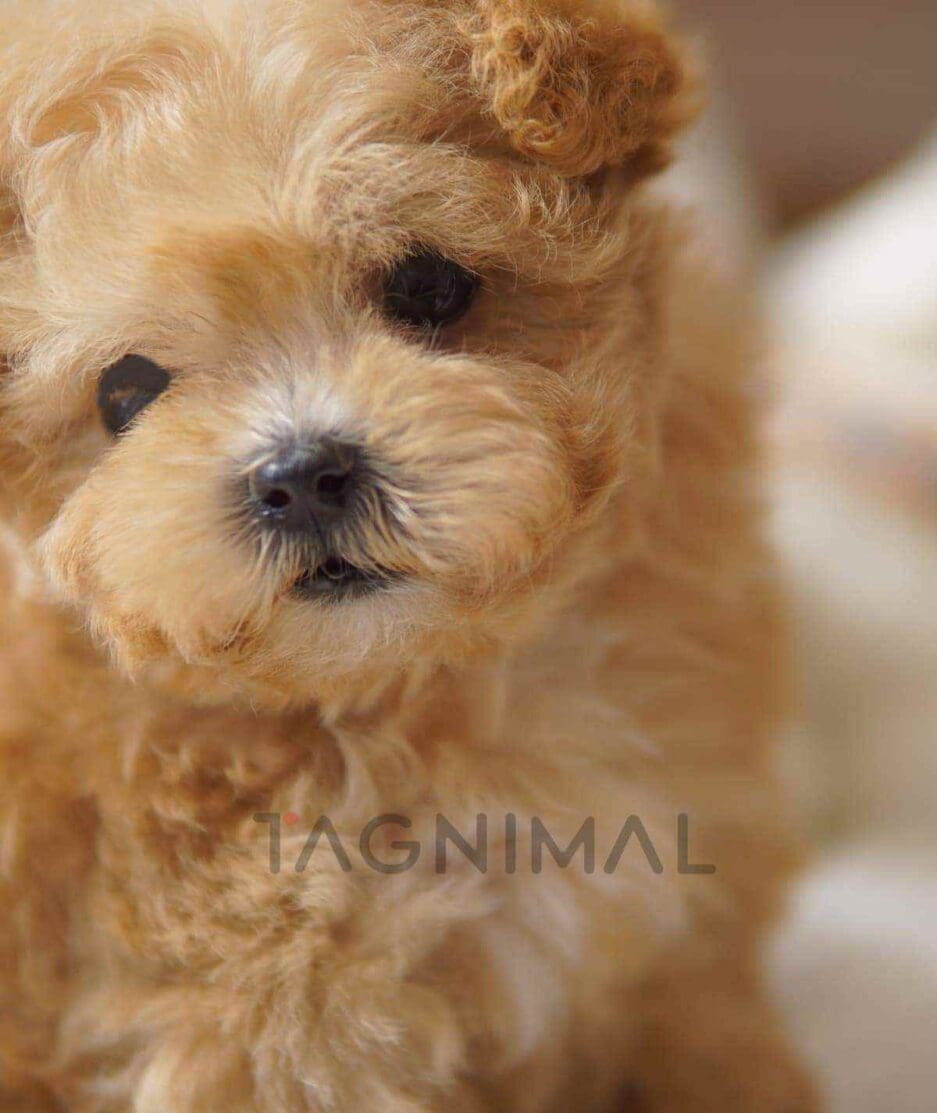 Maltipoo puppy for sale, dog for sale at Tagnimal