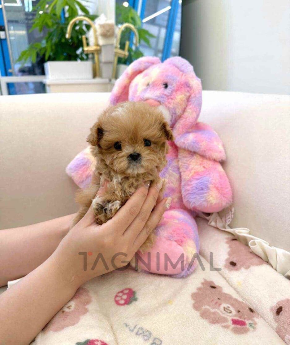 Maltipoo puppy for sale, dog for sale at Tagnimal