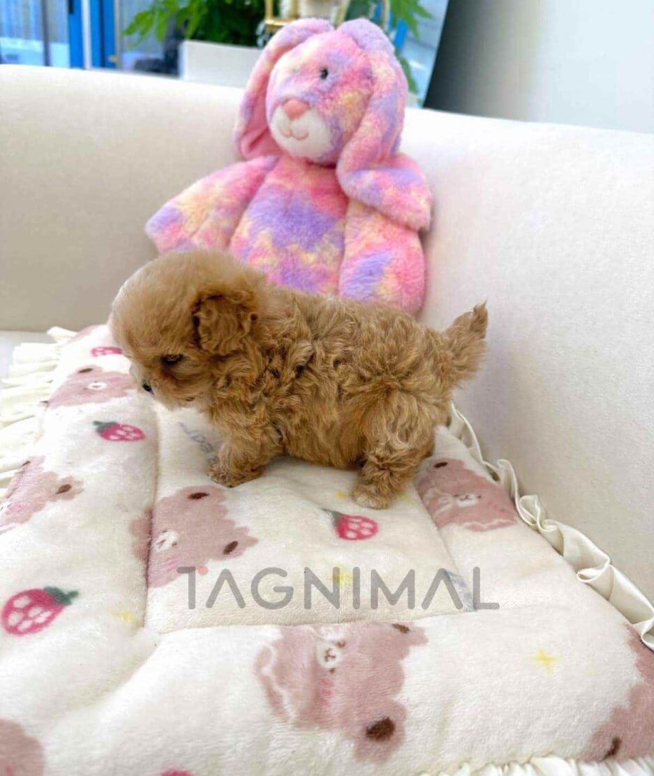 Maltipoo puppy for sale, dog for sale at Tagnimal