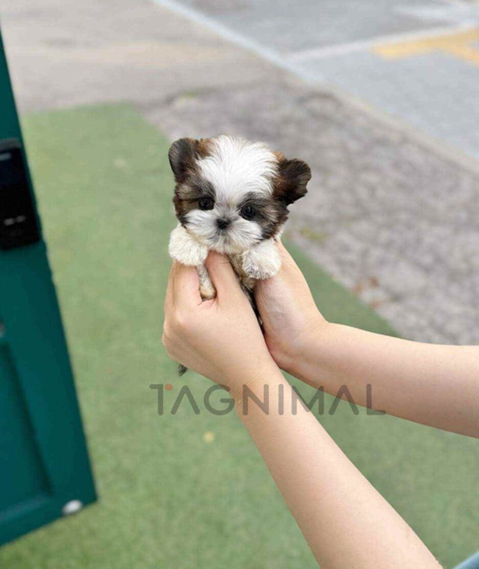 Morkie puppy for sale, dog for sale at Tagnimal