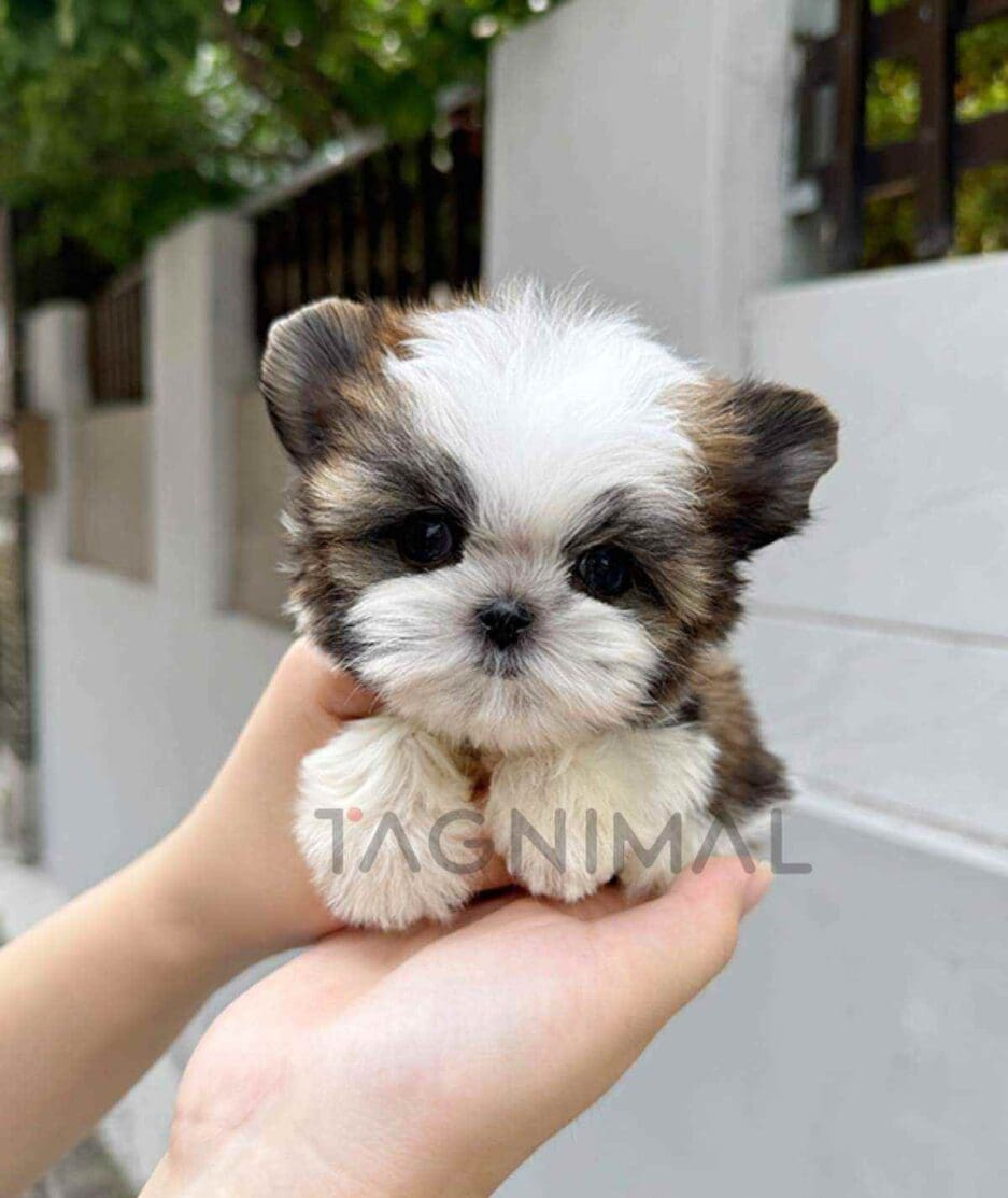 Morkie puppy for sale, dog for sale at Tagnimal