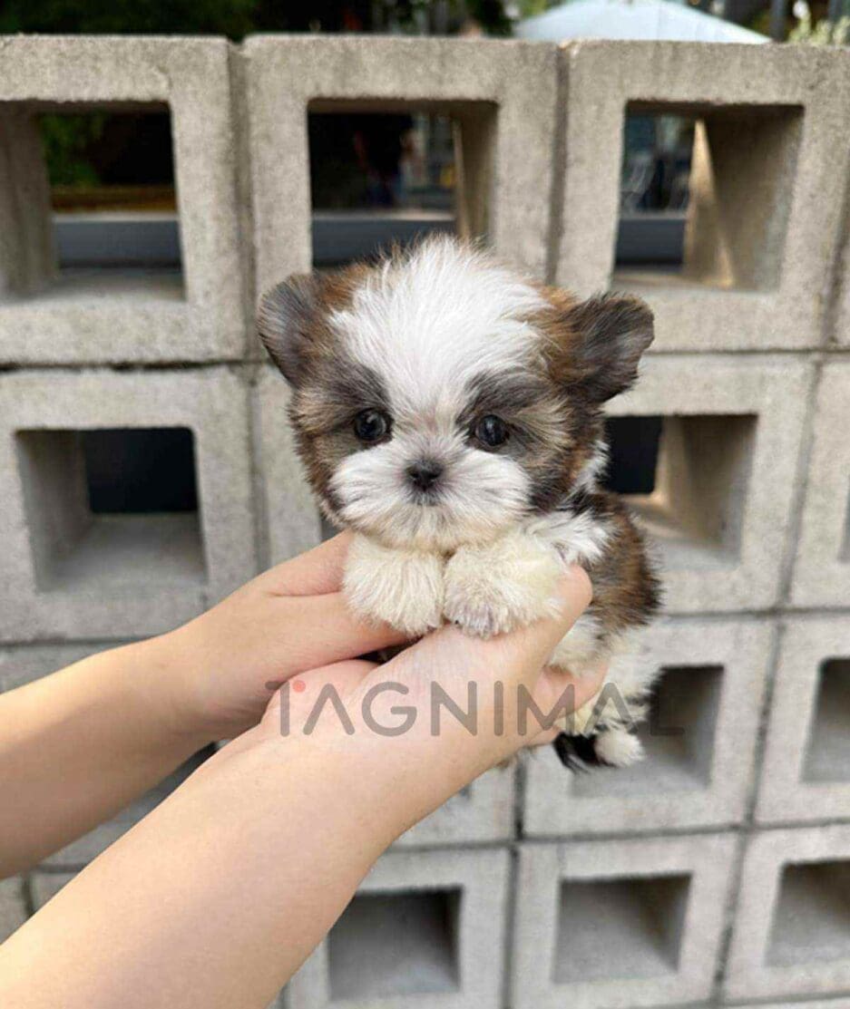 Morkie puppy for sale, dog for sale at Tagnimal