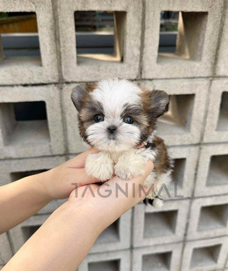 Morkie puppy for sale, dog for sale at Tagnimal