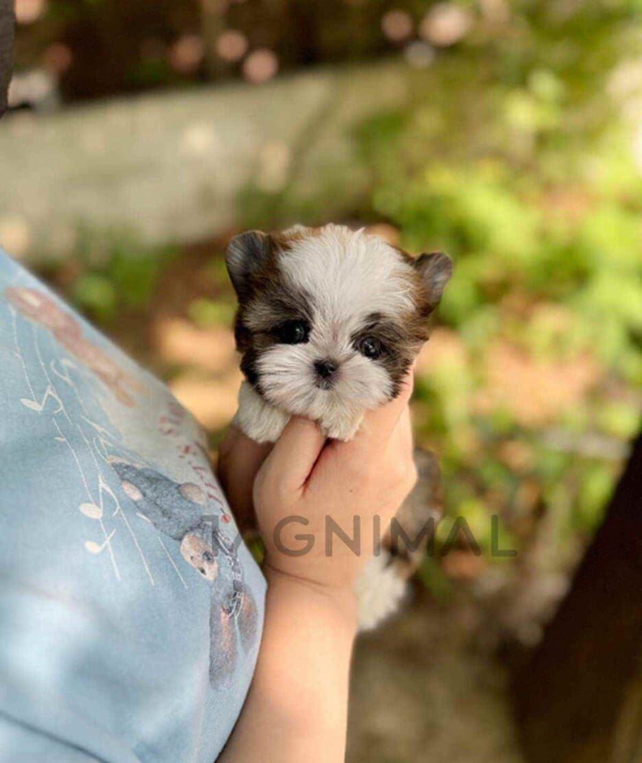 Morkie puppy for sale, dog for sale at Tagnimal