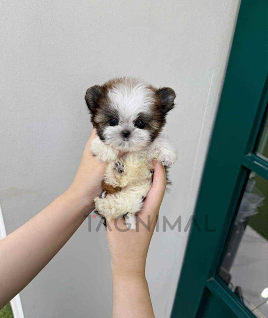 Morkie puppy for sale, dog for sale at Tagnimal